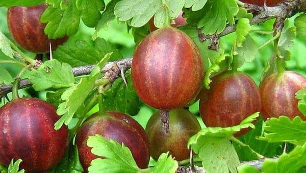 ciruela grosella