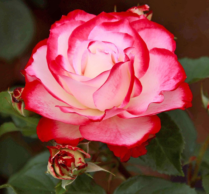 original rose anniversaire prince de monaco