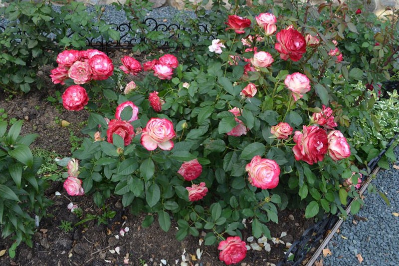 creciente rosas aniversario del príncipe de mónaco en el sitio