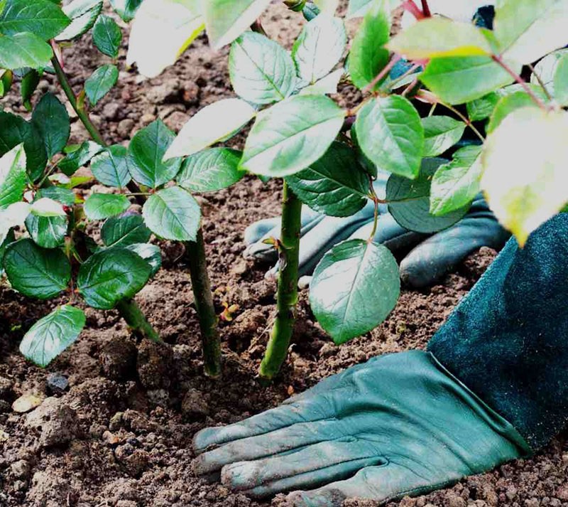 plantar una plántula de rosa