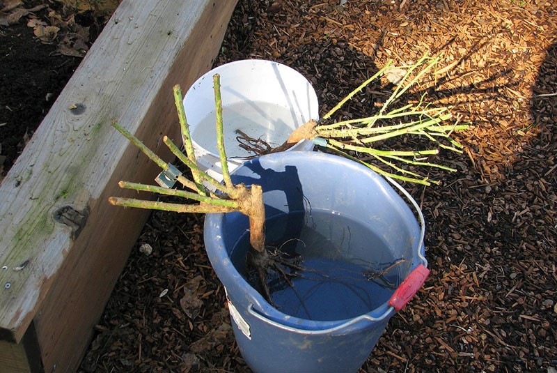 tremper un plant dans une solution spéciale