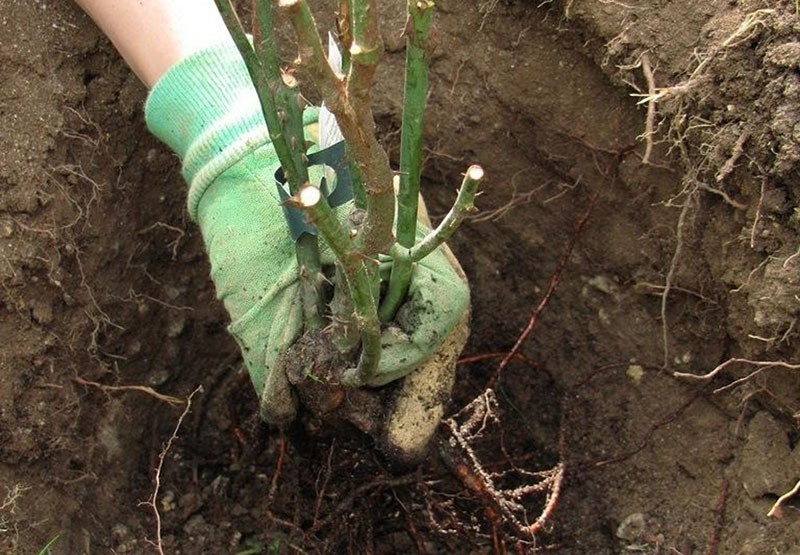 plantar una plántula en un agujero