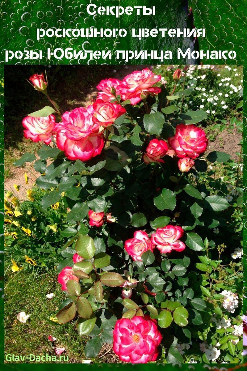 rose anniversaire du prince de monaco
