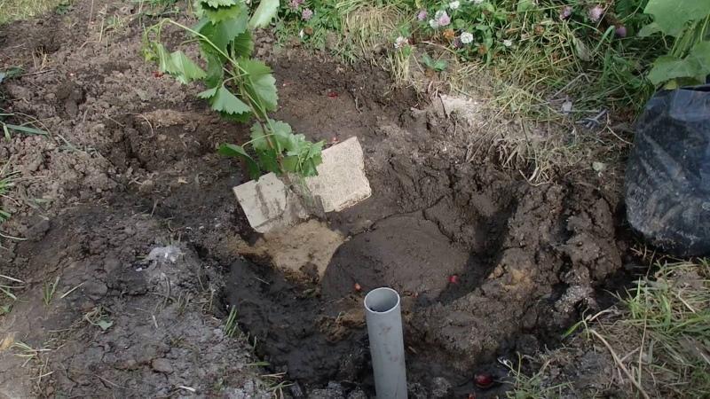 cómo plantar uvas en otoño con plántulas.