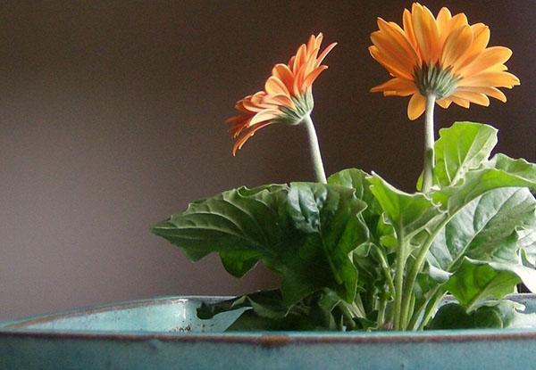 es mejor no trasplantar una gerbera en flor