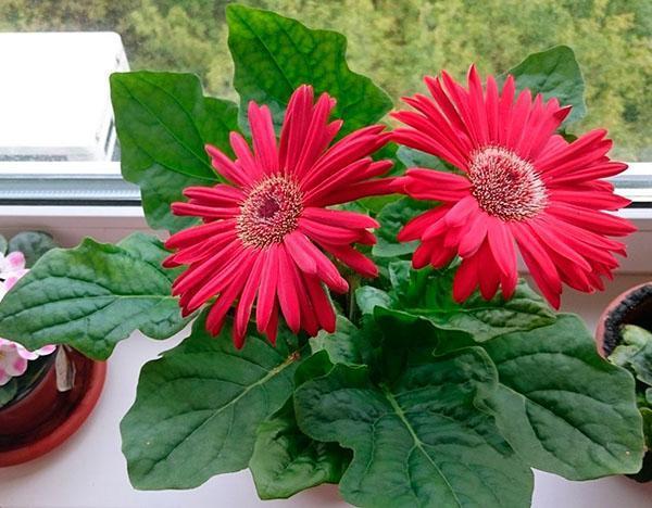 gerbera ama el sol