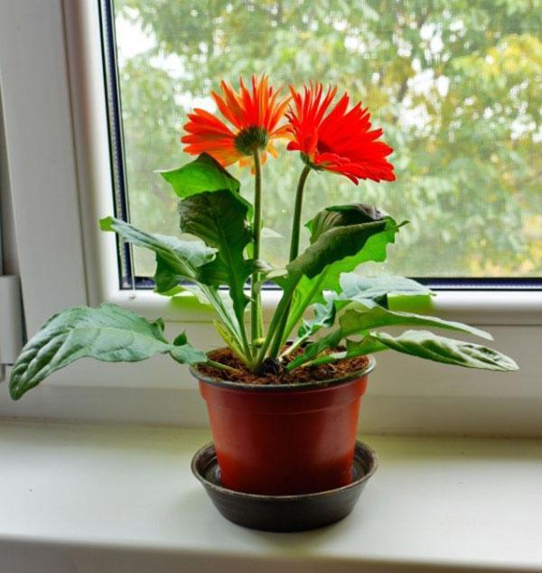 en été, nous sortons le gerbera sur le balcon