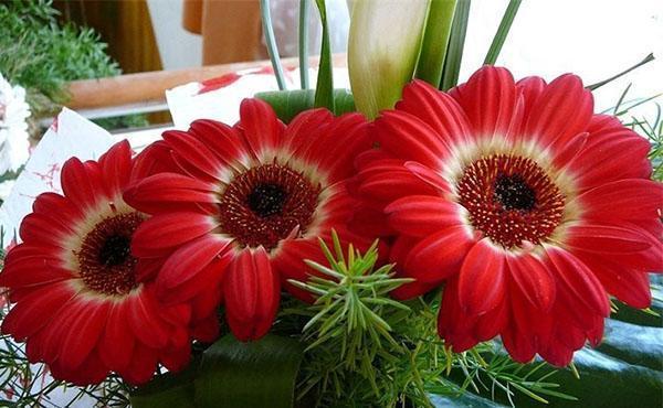 bouquet de gerberas d'intérieur