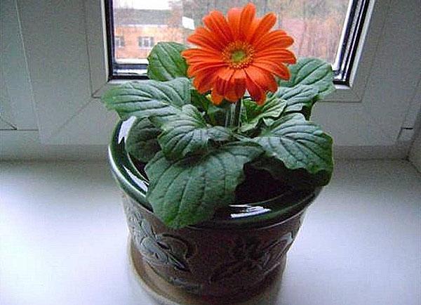 trasplantar gerbera en una olla de barro