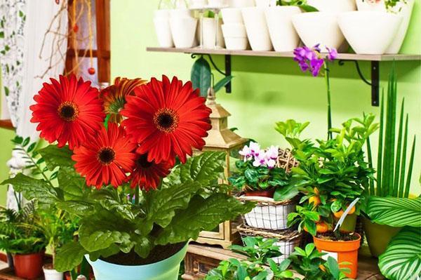 le gerbera ne nécessite pas de soins particuliers