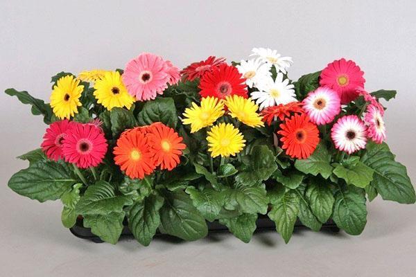 les gerberas d'intérieur fleurissent