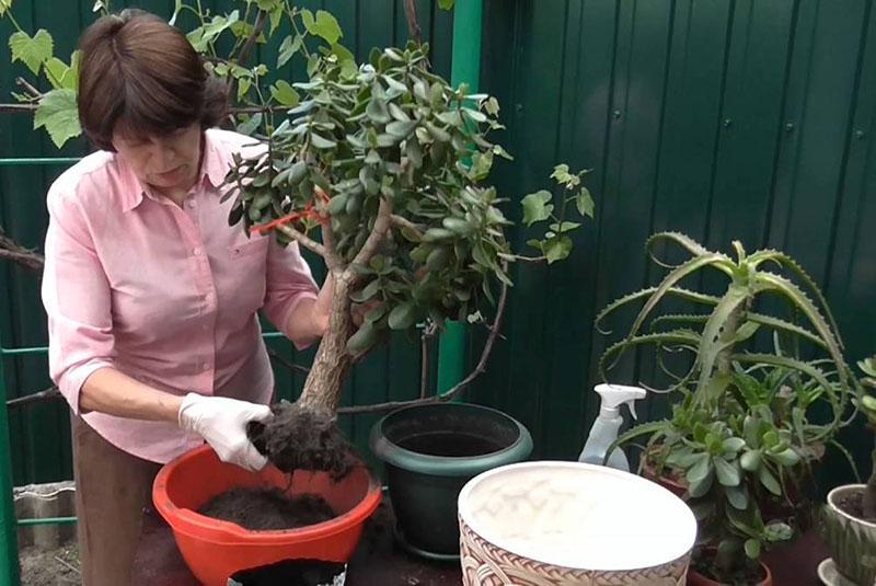 trasplante de cuidado en el hogar del árbol del dinero