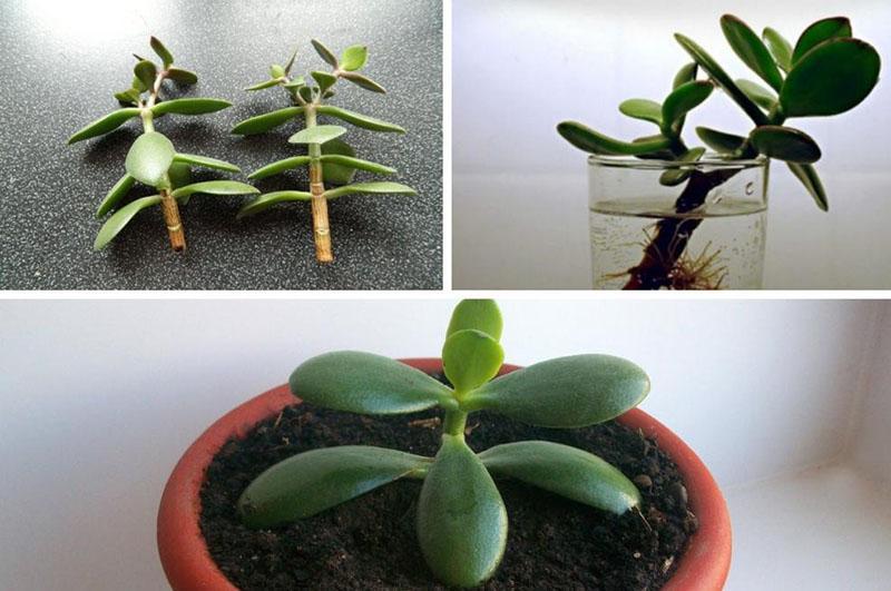 propagation d'une grosse femme par bouturage
