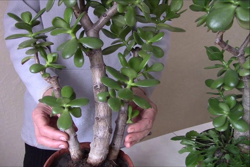 division d'une plante adulte