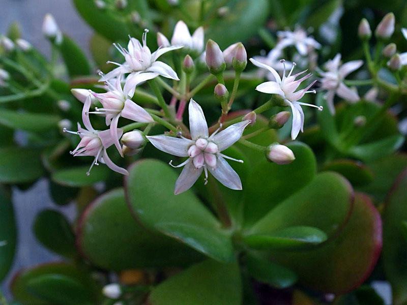 flores del árbol del dinero