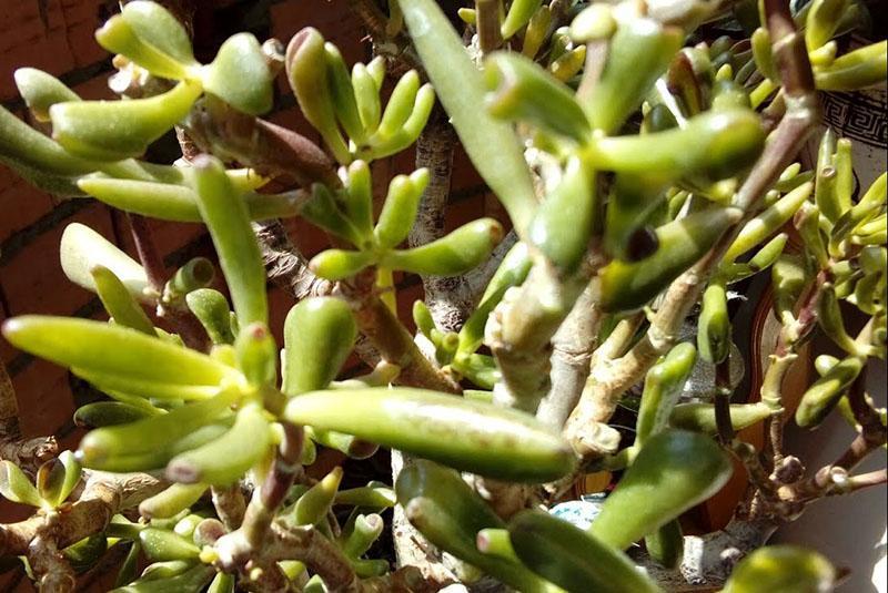 la plante a besoin d'aide