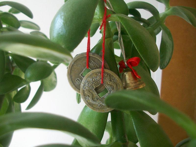 Décoration Crassula avec pièces de monnaie