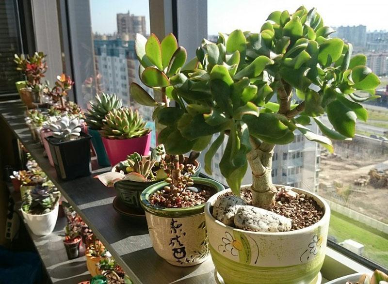 régimen de temperatura para crassula