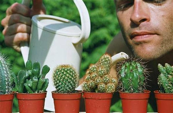 cuidado de cactus