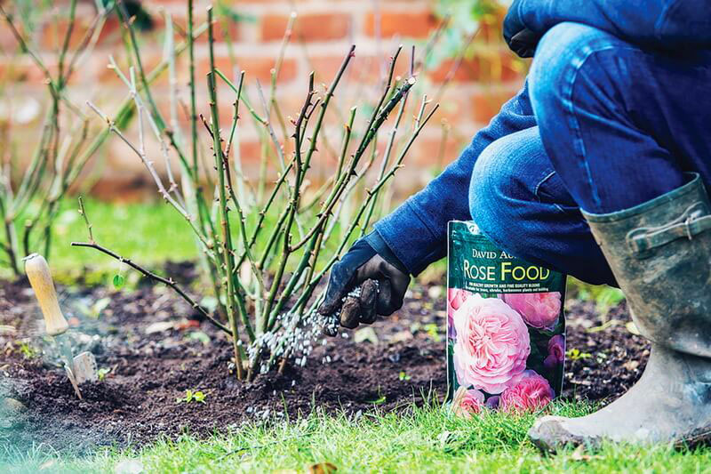 fertiliser les roses