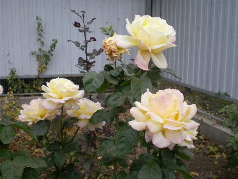 eligiendo un lugar para una rosa