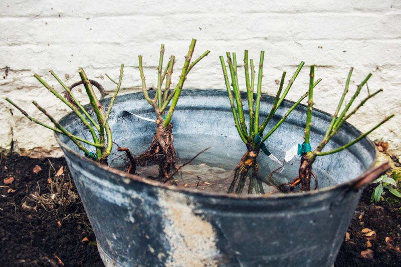 remojar la plántula antes de plantar