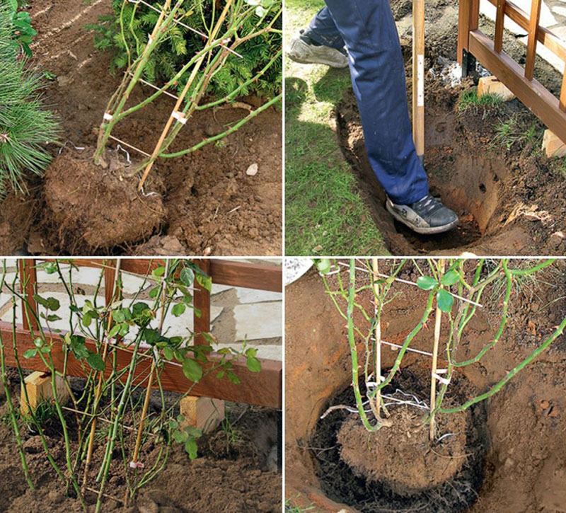 étapes de la plantation d'une rose