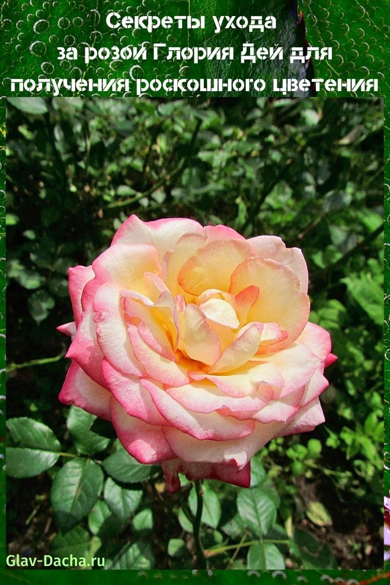 rosa gloria dey