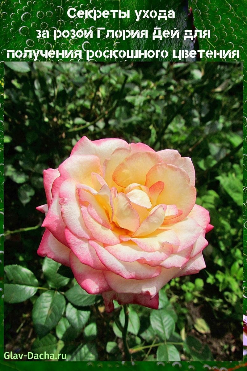 rosa gloria dey