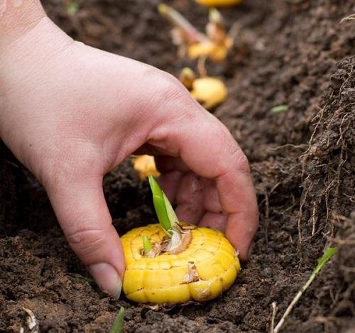 planter des glaïeuls