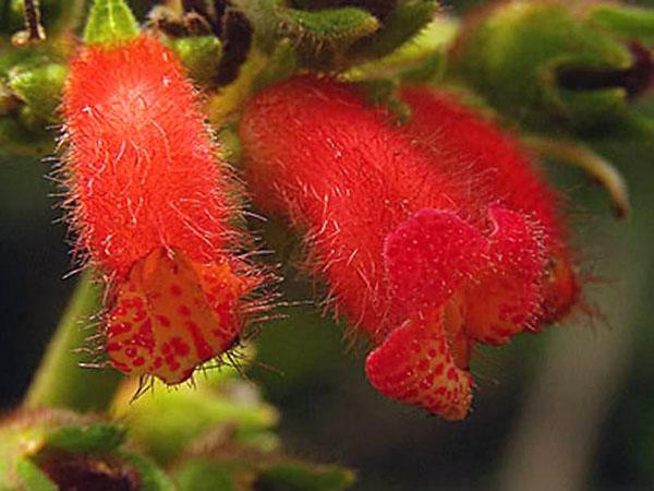 pour une floraison luxuriante, nous suivons les règles d'arrosage