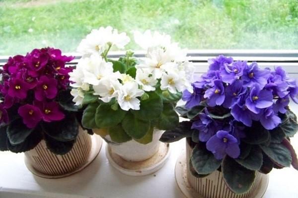 les violettes fleurissent