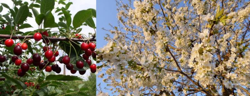 gelée de fleurs de cerisier