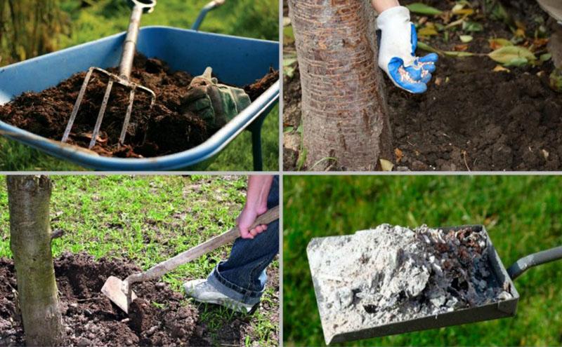 faire de la fertilisation pour les cerises