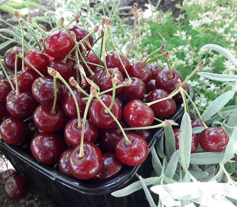 el resultado del trabajo de selección postre cerezas heladas