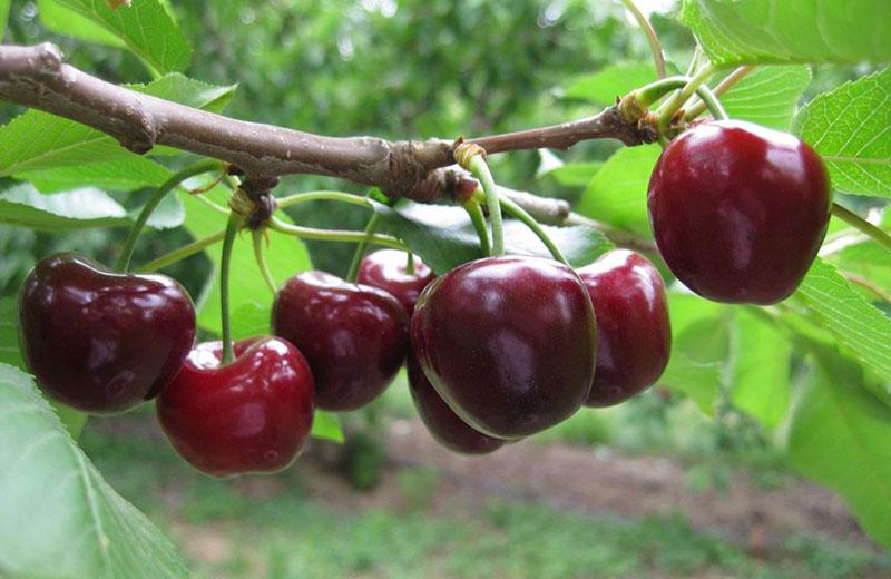 las cerezas maduran