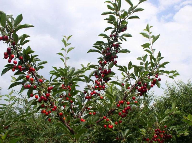 cultivo de cerezas en el sitio