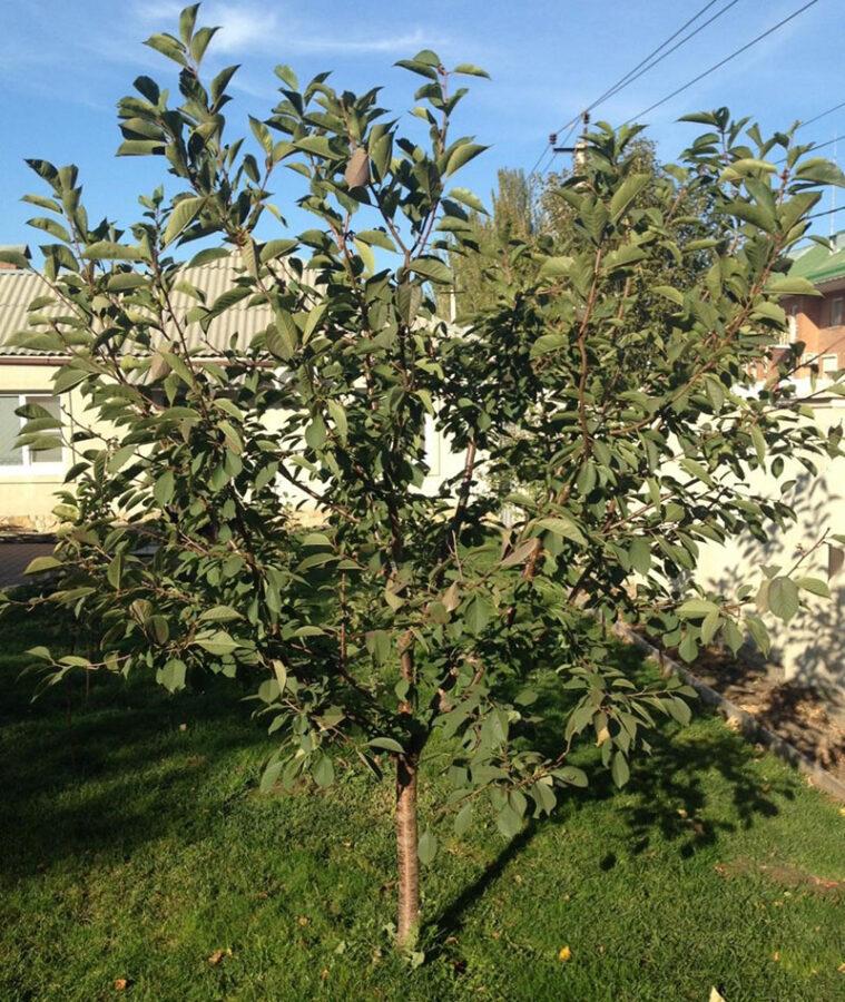 eligiendo un lugar para las cerezas