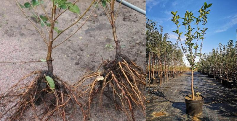 plántulas de cerezo con sistema radicular abierto y cerrado