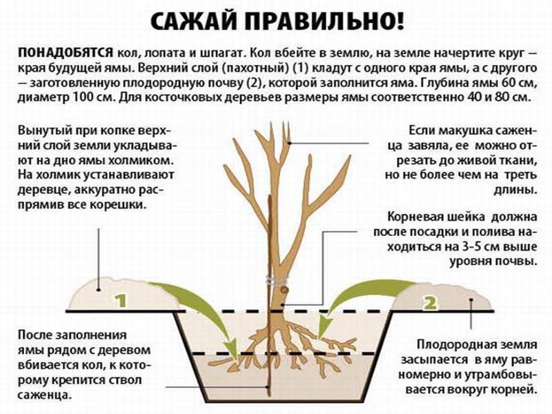 reglas para plantar plántulas