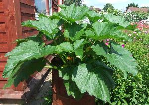 sur la photo courgettes cultivées en fût