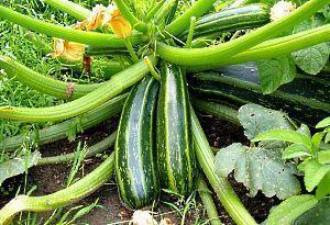 sur la photo courgettes cultivées à la campagne