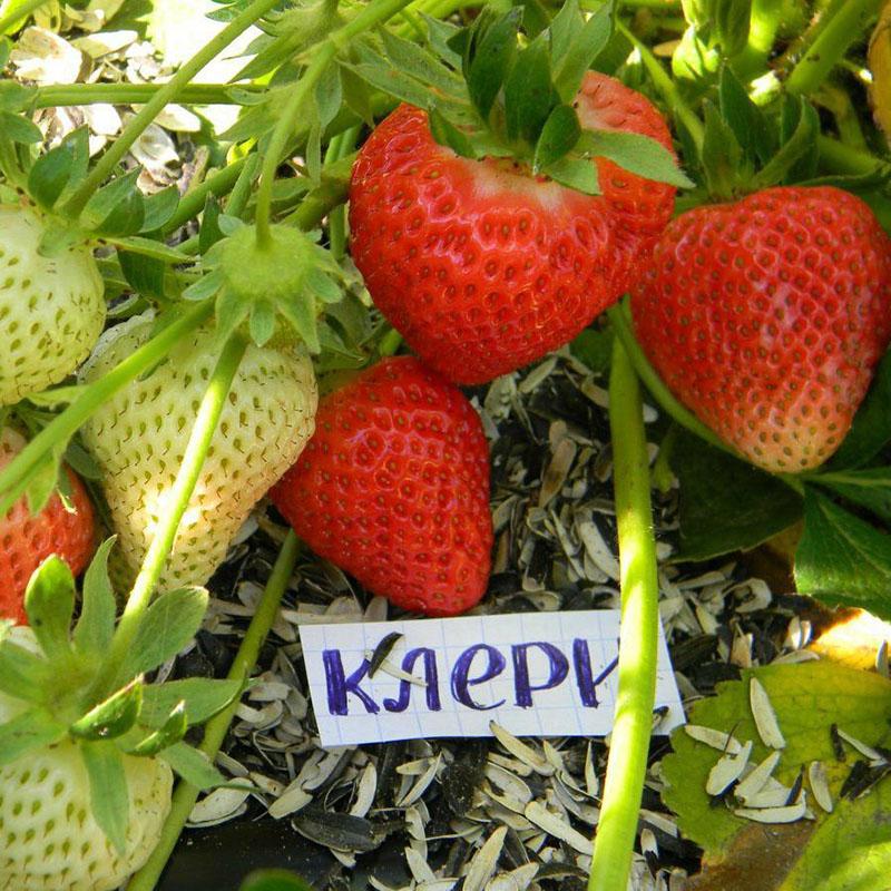 grosses fraises juteuses et sucrées