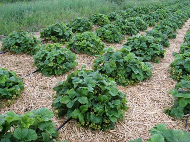 plantación correcta de fresas