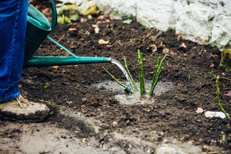 regar rosas inmediatamente después de plantar