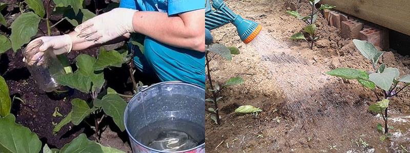 prendre soin des aubergines en plein champ