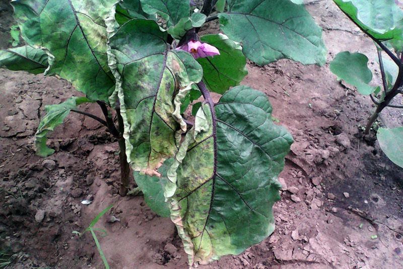flétrissement des feuilles d'aubergine
