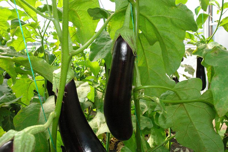 aubergine valentine de graine