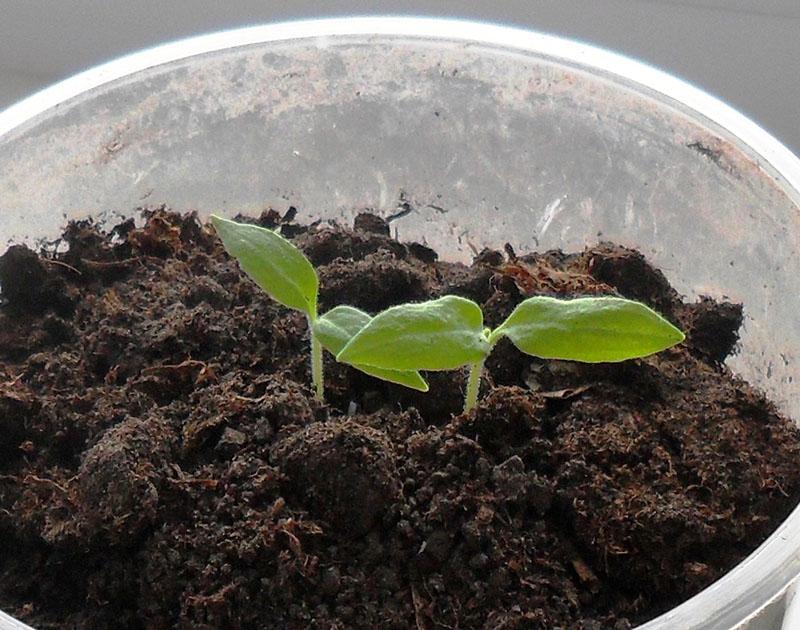 pousses de graines d'aubergines