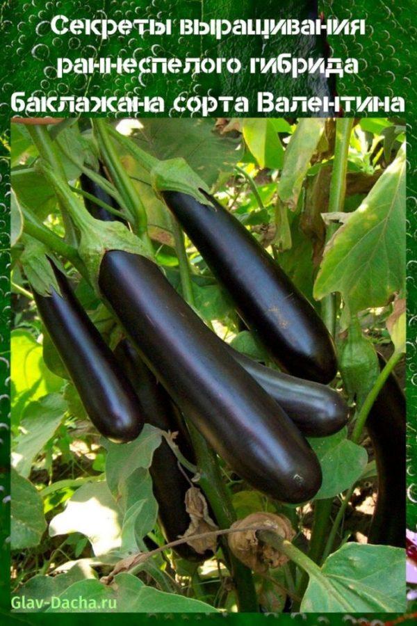 Aubergine de la Saint-Valentin
